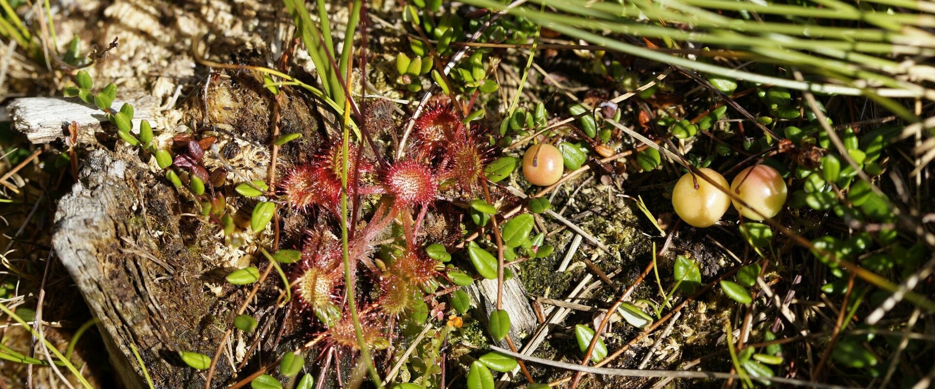 Natura 2000